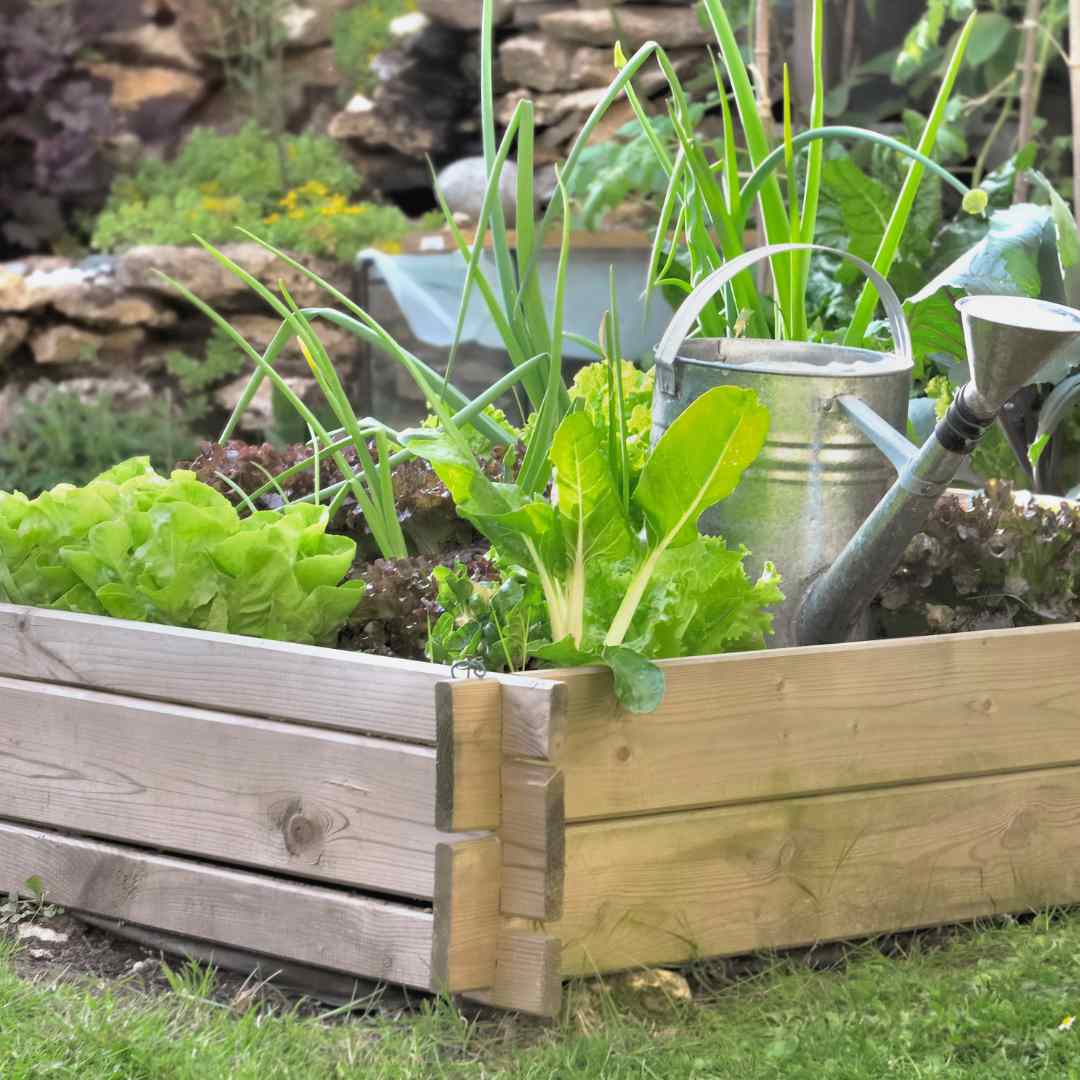 Carré potager en bois