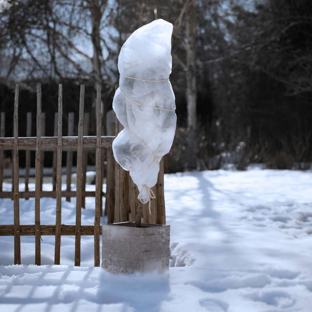 Plante avec un voile d'hivernage