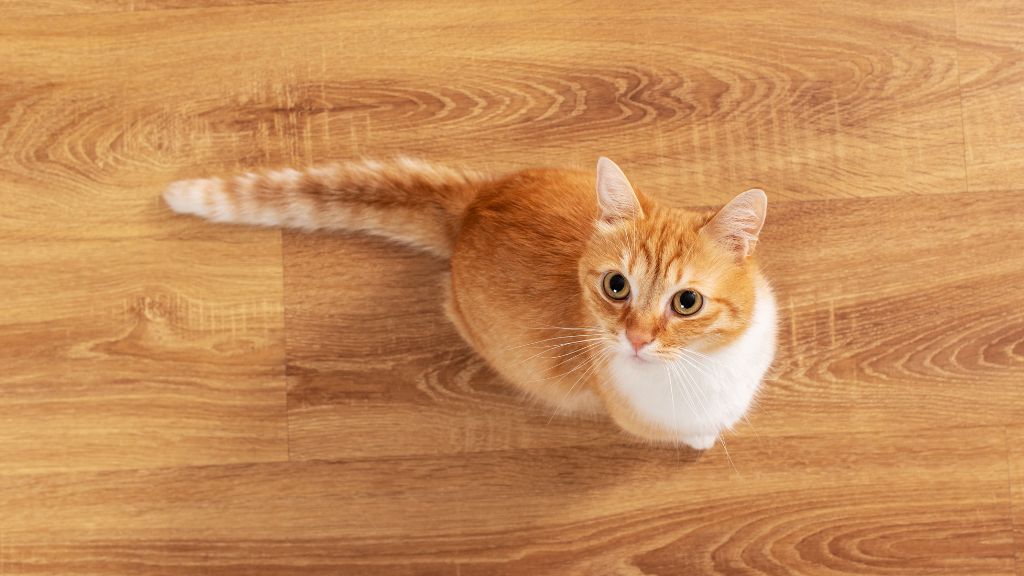 Chat roux et blanc sur un parquet clair